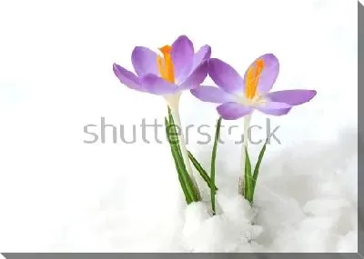 Фиолетовые крокусы в снегу крупным планом