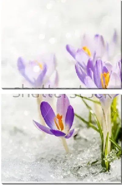 Модульная картина Нежные сиреневые крокусы в снегу крупным планом
