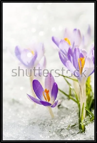 Картина Нежные сиреневые крокусы в снегу крупным планом