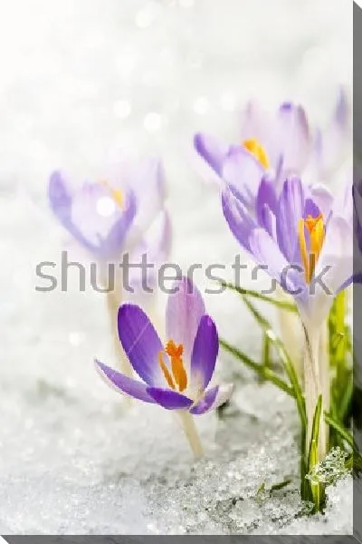 Постер Нежные сиреневые крокусы в снегу крупным планом