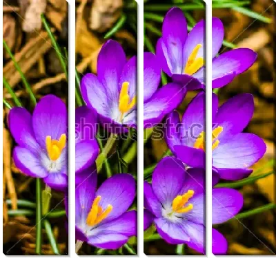 Модульная картина Красивая куртинка нежных сиреневых крокусов крупным планом