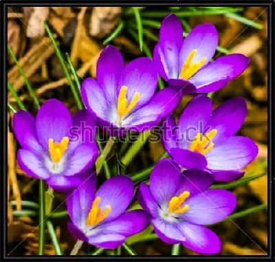 Картина Красивая куртинка нежных сиреневых крокусов крупным планом