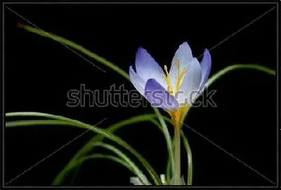 Картина Нежный голубой крокус на чёрном фоне