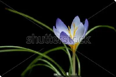 Нежный голубой крокус на чёрном фоне