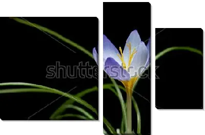 Нежный голубой крокус на чёрном фоне