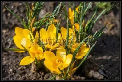 Картина Яркая куртинка жёлтых крокусов