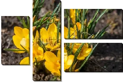 Яркая куртинка жёлтых крокусов