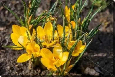 Постер Яркая куртинка жёлтых крокусов