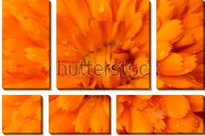 Модульная картина Капельки росы на лепестках оранжевого цветка календулы 