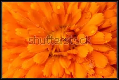 Картина Капельки росы на лепестках оранжевого цветка календулы 