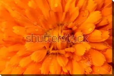 Постер Капельки росы на лепестках оранжевого цветка календулы 