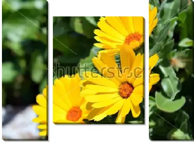 Модульная картина Жёлтые цветы календулы крупным планом на фоне зелёной листвы
