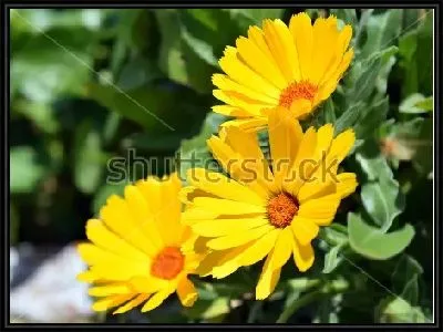 Жёлтые цветы календулы крупным планом на фоне зелёной листвы