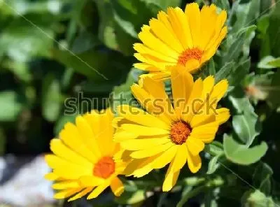 Плакат Жёлтые цветы календулы крупным планом на фоне зелёной листвы