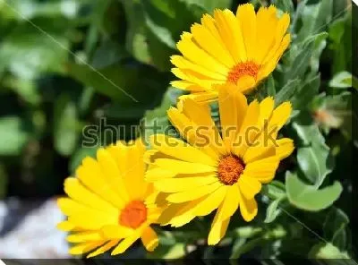 Постер Жёлтые цветы календулы крупным планом на фоне зелёной листвы