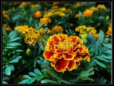 Картина Красивый оранжево-красный цветок бархатцев крупным планом