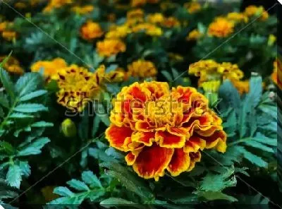 Красивый оранжево-красный цветок бархатцев крупным планом