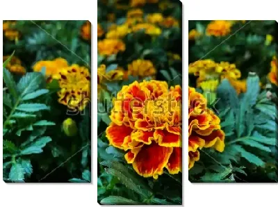 Красивый оранжево-красный цветок бархатцев крупным планом