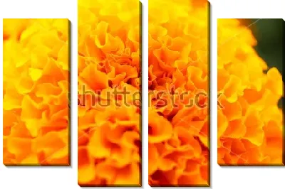 Модульная картина Яркий оранжевый цветок бархатцев крупным планом №2