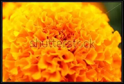 Картина Яркий оранжевый цветок бархатцев крупным планом №2