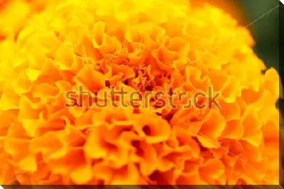 Яркий оранжевый цветок бархатцев крупным планом №2