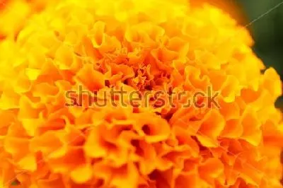 Плакат Яркий оранжевый цветок бархатцев крупным планом №2