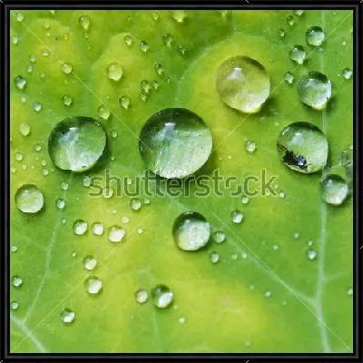 Крупные капельки росы на листе настурции