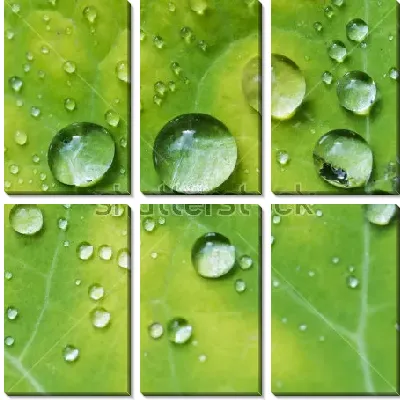 Крупные капельки росы на листе настурции