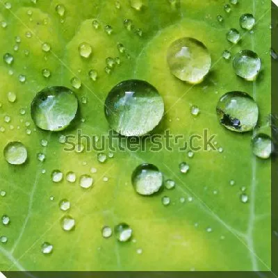 Крупные капельки росы на листе настурции