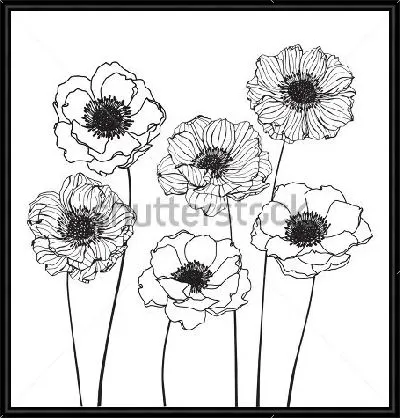 Чёрно-белый рисунок цветов анемон