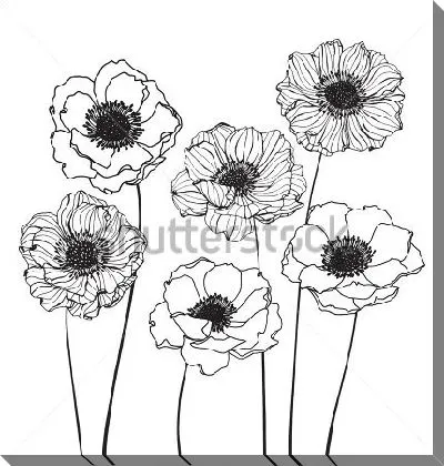 Чёрно-белый рисунок цветов анемон
