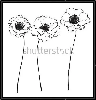 Чёрно-белый рисунок трёх цветов анемоны