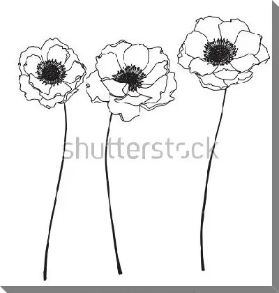 Чёрно-белый рисунок трёх цветов анемоны