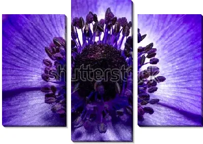 Модульная картина Фиолетово-синий цветок анемоны с чёрными тычинками крупным планом