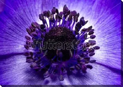 Фиолетово-синий цветок анемоны с чёрными тычинками крупным планом