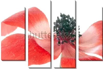 Модульная картина Яркие красные лепестки и чёрные тычинки анемоны на белом фоне