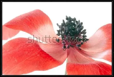 Картина Яркие красные лепестки и чёрные тычинки анемоны на белом фоне