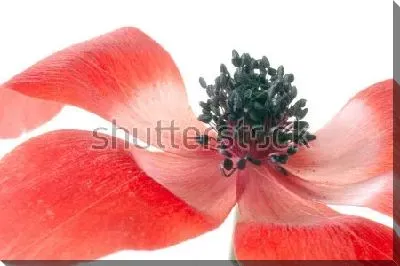 Постер Яркие красные лепестки и чёрные тычинки анемоны на белом фоне