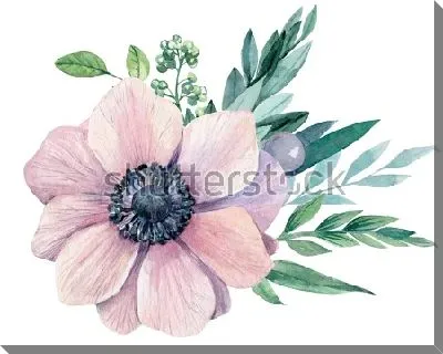 Картина маслом Ботаническая акварельная иллюстрация нежно-розового цветами анемоны на белом фоне