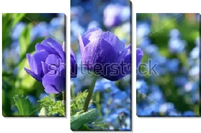 Модульная картина Яркие синие анемоны крупным планом