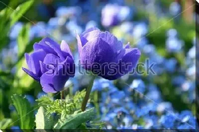 Яркие синие анемоны крупным планом