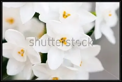 Красивые белые нарциссы крупным планом