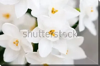 Красивые белые нарциссы крупным планом