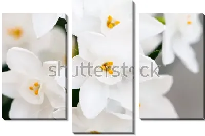 Красивые белые нарциссы крупным планом