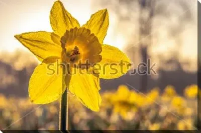 Постер Жёлтый нарцисс в освещении золотого заката