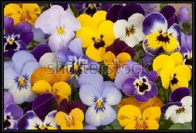 Картина Яркий ковёр из разноцветных анютиных глазок