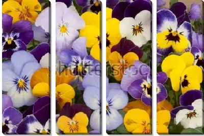 Яркий ковёр из разноцветных анютиных глазок