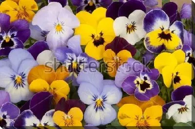 Яркий ковёр из разноцветных анютиных глазок