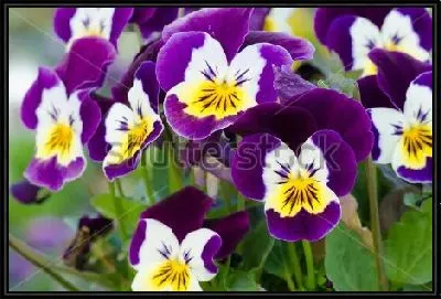 Картина Яркие красивые цветы фиалки трёхцветной крупным планом