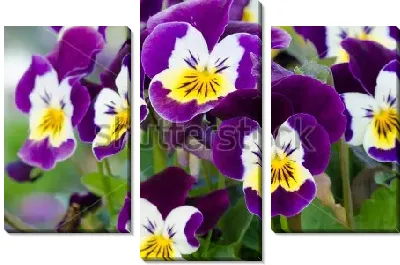 Яркие красивые цветы фиалки трёхцветной крупным планом